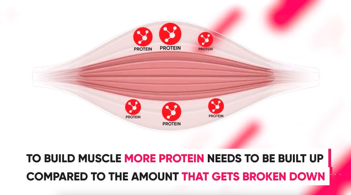 steroids-more-protein-built-than-broken-down