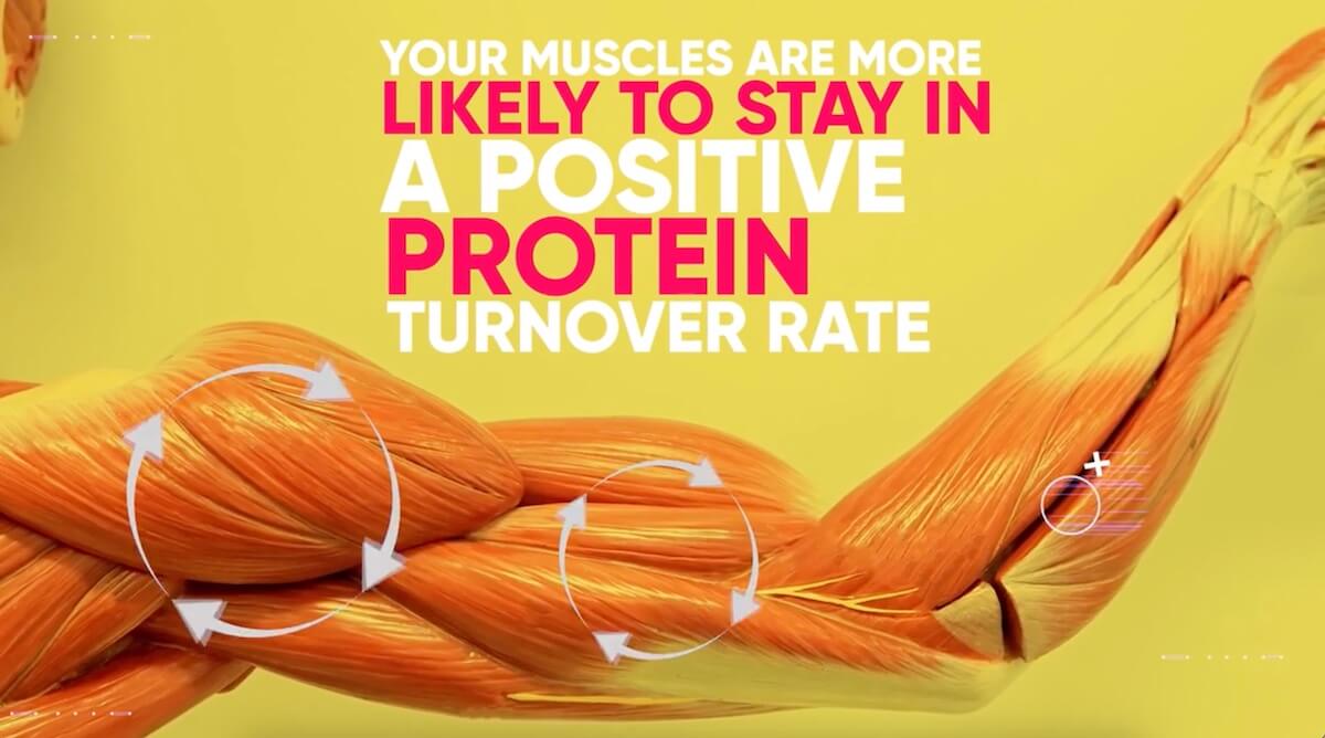 steroids-protein-turnover-rate-positive