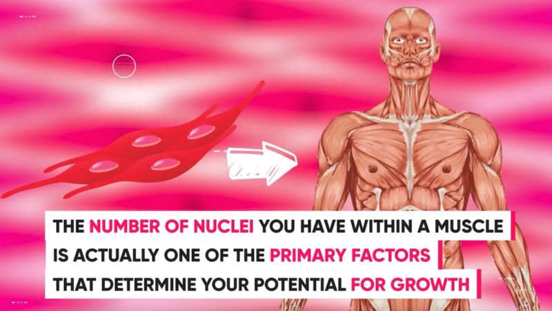 amount-of-nuclei-determines-muscle-growth