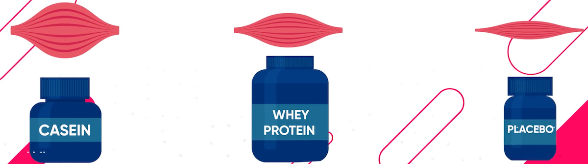 whey is not as effective as casein at preventing muscle protein breakdown
